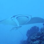 久しぶりのマンタに会えました！！