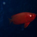 初めましてな鹿児島。