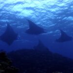 マンタの大大大乱舞！！