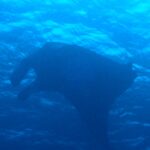 ２秒でもマンタはマンタ！