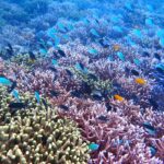 名蔵・大崎、透明度良好！