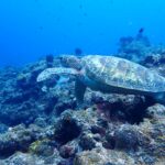 研修生の「きくちゃん」が来ました！