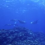 今日もマンタの大乱舞！！