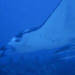 マンタを求めて〜