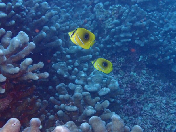 2025/12/25 - 石垣島ダイビングサービス｜ダイブステーションゆいマーレ