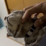 帰省ブログ第一弾