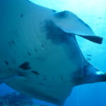 今日の写真は9割マンタ 今日の写真は9割マンタ