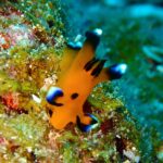 ウミウシとマンタのサイズ感を見比べようの会。