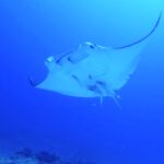 今年初めてのマンタリバー