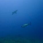 マグロトビエイ。