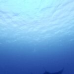 マンタ多いな！