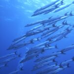 マグロ＆マンタフィーバー・・・らしい(;^ω^)