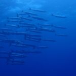 竹富島３本立て！